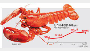 한국도 바닷가재 소비大國… 수입량 세계 6위