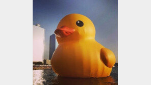 석촌호수 러버덕, 강한 비바람으로 휴식 “재점검 후 다시 만나요”