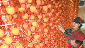 [광주/전남]가을빛 담은 곶감 주렁주렁