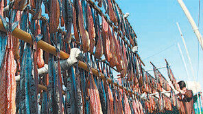 [대구/경북]‘겨울별미’ 과메기가 돌아왔다