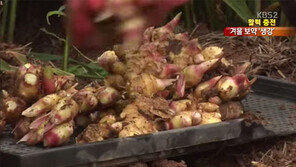 생강의 효능, 감기와 복통·설사 치료에 탁월…항암효과까지?