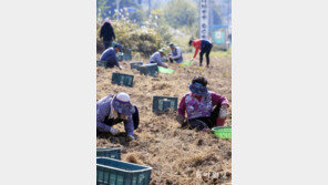 [광주/전남]“고구마 밭에서 풍년을 캡니다”