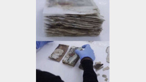 남극 100년 전 수첩, 아델리 펭귄의 충격적 성행위 ‘번식과 무관’