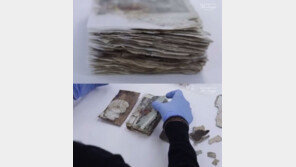 남극 100년 전 수첩 보니… 아델리펭귄, 죽은 암컷과 교미 ‘충격’