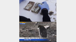 남극 100년 전 수첩… 아델리 펭귄 “죽은 암컷 시신과도 교미”