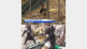 새끼 반달가슴곰 3마리 방사…지리산에 반달곰 총 34마리