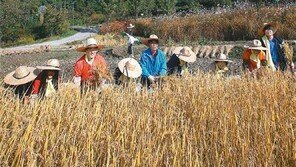 [수도권]도시텃논 가을걷이… 하늘만큼 기분도 쾌청