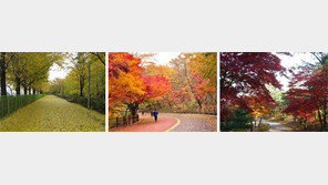 [수도권]낙엽카펫 밟으며… 가을빛 도심속으로