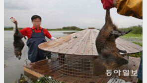 [단독] ‘괴물 쥐’ 생존 한계기온 발견…낙동강에만 98%, 왜?