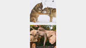 [책의 향기]개미가 교육을 하고, 쥐가 배꼽 빠지게 웃고