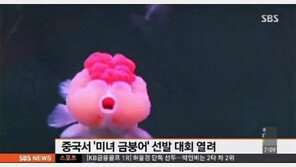 중국 이색 선발대회, ‘미녀 금붕어’를 찾아라? 몸값이 무려…‘헉!’