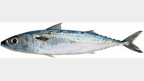 “고등어가 줄었어요”