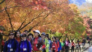 붉은 내장산, 밝은 관광객