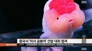 중국 미녀 금붕어 선발대회… 한 마리에 무려 170만원