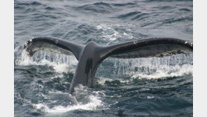 겨울 하와이에서만 만날 수 있는 혹등고래 