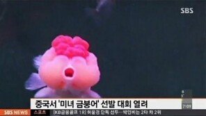 중국 미녀 금붕어 선발대회, 마리당 170만 원…‘이색대회 눈길’