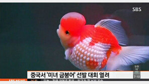 중국 미녀 금붕어 선발대회, 1만 마리 중 영광의 1위는?