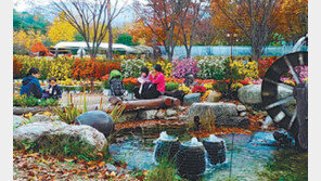 [대구/경북]국화꽃으로 장식한 가을초대장