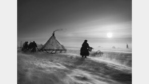 [‘다큐 사진의 거장’ 세바스치앙 살가두 GENESIS展]순록 유목민 네네츠족