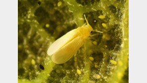 신종 해충 가루이 주의, 농작물 피해 확산…“각별한 주의 당부”