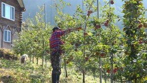 강남 대형 학원장 출신 ‘모던 파머’의 산골 과수원 별곡