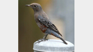 1114km 날아간 바다직박구리, 텃새 맞아?