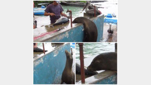 장 보는 바다사자 포착… “아저씨 참치 얼마에요?” 폭소
