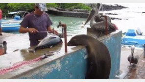 “에이~ 깍아주세요”… 장 보는 바다사자 포착, 애처로운 ‘눈빛’