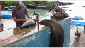 장 보는 바다사자 포착… ‘생선손질 목빠지게 기다려’