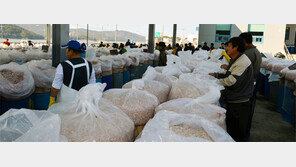 [인천/경기]강화 젓새우 풍년… “올 김장 맛깔나겠네”