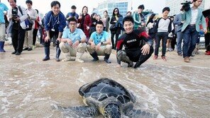 [부산/경남]“거북아, 네 고향으로 돌아가렴”
