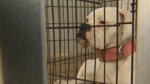 애완견이 집에 물고온 뼈다귀, 알고 보니 ‘사람 뼈’ 충격