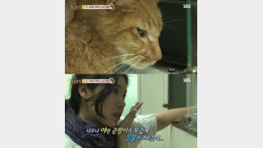 ‘동물농장’ 거식증 고양이, 배다해 만난 이후 ‘놀라운 변화’…“가슴 뭉클”