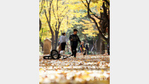 낙엽이 뚝뚝… 가을이 가네