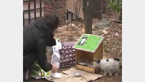 [수도권]민원인과 캣맘들 사이 길잃은 길고양이 관리