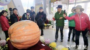 [광주/전남]76kg 초대형 호박