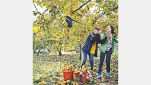 [대구/경북]“따먹는 감이 더 맛있어요”