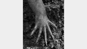 [세바스치앙 살가두 GENESIS展]갑옷(?)두른 이구아나의 발