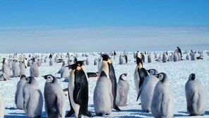 원격 조종 로봇 펭귄, 겁 많은 황제펭귄 생태관찰 임무 ‘깜찍’
