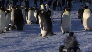 원격 조종 새끼 펭귄 로봇, 황제펭귄 무리와 소통