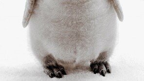 원격 조종 로봇 펭귄 등장, 황제펭귄 관찰에 사용