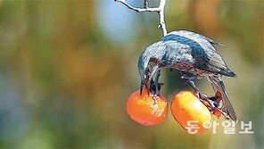 “까치야 미안해” 직박구리가 먼저 한입