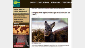 뱀파이어 노루 발견, 샘김새 부터 남달라…“송곳니가 무려 10cm”