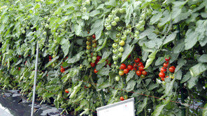 [CEO&]제이아그로(주), 12가지 미네랄 ‘뷔페식 비료’로 작물-토양-사람을 건강하게