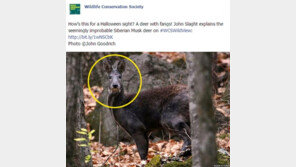 뱀파이어 노루 발견, 멸종 위기 종 60년 만에 포착 ‘섬뜩한 송곳니’