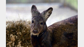 뱀파이어 노루, 60년 만에 발견된 이유는?
