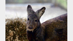 [영상] 뱀파이어 노루 발견, 아프카니스탄서 4마리 서식 확인