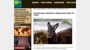 뱀파이어 노루 발견… 10cm 송곳니, 입 밖으로 돌출 ‘깜짝’