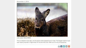 뱀파이어 노루 발견, kg당 4860만 원…‘현재 멸종위기’