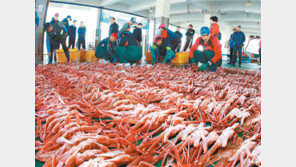 [대구/경북]“속살 꽉찬 대게가 왔어요”